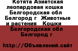 Котята.Азиатская леопардовая кошка. - Белгородская обл., Белгород г. Животные и растения » Кошки   . Белгородская обл.,Белгород г.